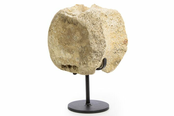 Fossil Hadrosaur Vertebra Centrum w/ Metal Stand - South Dakota #335487